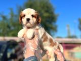 3 aylık sağlıklı erkek cavalier king charles spaniel