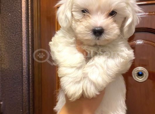 Maltese Terier Yavrularımız görsel