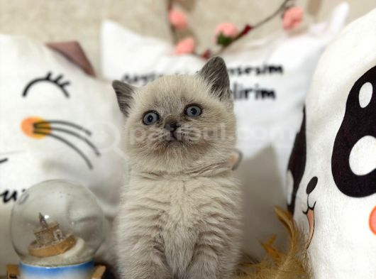Safkan Blue Point Yavrularımız Yeni Yuvasını Arıyor görsel