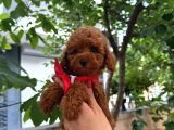 Sevimli Küçük Boy Poodle