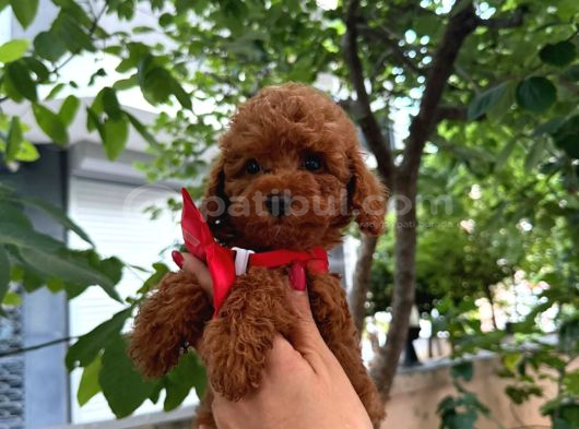 Sevimli Küçük Boy Poodle görsel
