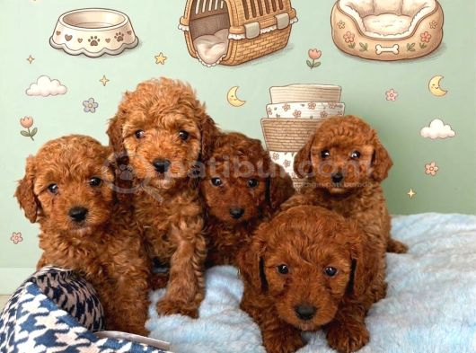 Toy Poodle Sevi̇mli̇ Yavrular Ev Üreti̇mi̇ görsel