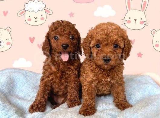 Toy Poodle Sevi̇mli̇ Yavrular Ev Üreti̇mi̇ görsel
