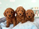 Toy Poodle Sevi̇mli̇ Yavrular Ev Üreti̇mi̇