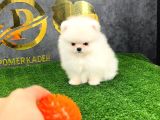 Pomerri̇an Boo Sevi̇mli̇ Yavrular
