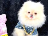 Pomerri̇an Boo Sevi̇mli̇ Yavrular