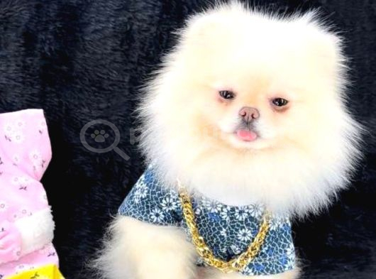 Pomerri̇an Boo Sevi̇mli̇ Yavrular görsel
