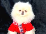 Pomerri̇an Boo Sevi̇mli̇ Yavrular