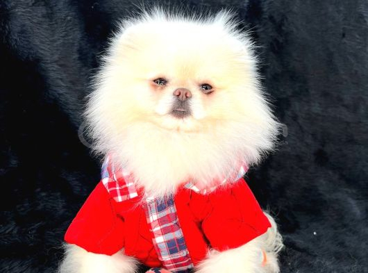 Pomerri̇an Boo Sevi̇mli̇ Yavrular görsel