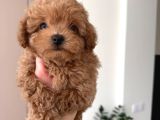 Malti̇poo Ci̇nsi̇ Yavrular Ev Üreti̇mi̇