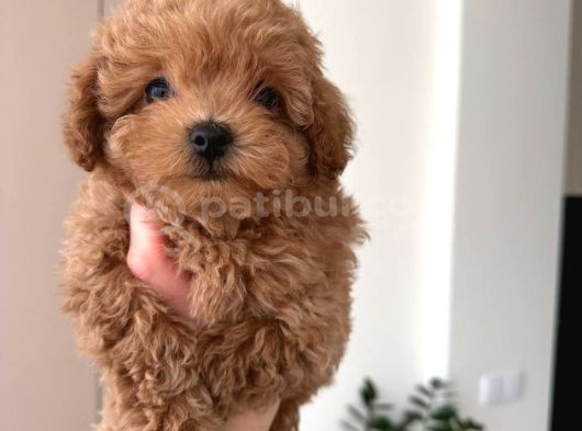 Malti̇poo Ci̇nsi̇ Yavrular Ev Üreti̇mi̇ görsel
