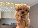 Malti̇poo Ci̇nsi̇ Yavrular Ev Üreti̇mi̇