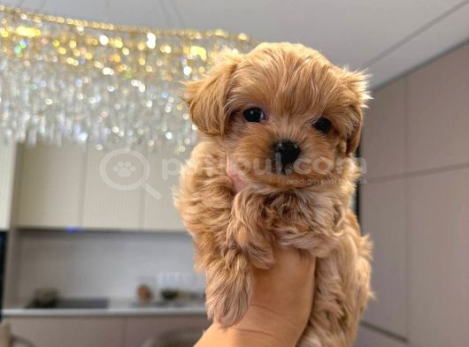 Malti̇poo Ci̇nsi̇ Yavrular Ev Üreti̇mi̇ görsel
