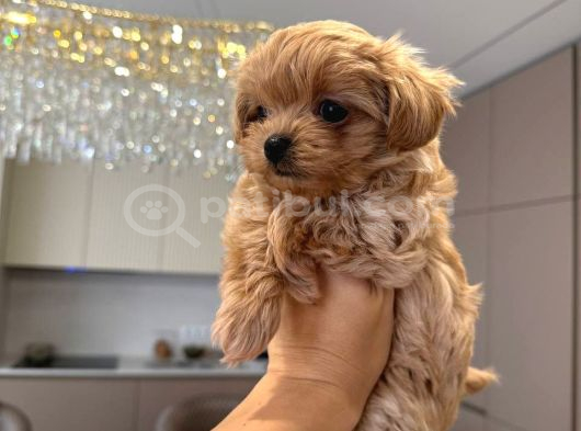 Malti̇poo Ci̇nsi̇ Yavrular Ev Üreti̇mi̇ görsel