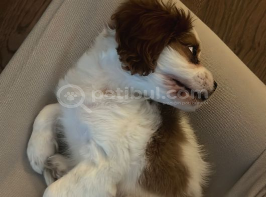 3 Aylık Sağlıklı Erkek Cavalier King Charles Spaniel görsel