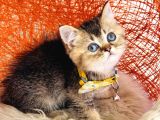 British Shorthair Black Golden