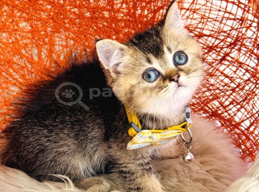 British Shorthair Black Golden görsel