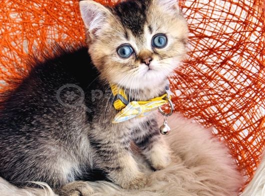 British Shorthair Black Golden görsel