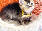 British Shorthair Black Golden