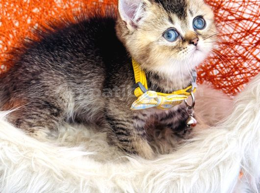 British Shorthair Black Golden görsel