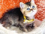 British Shorthair Black Golden