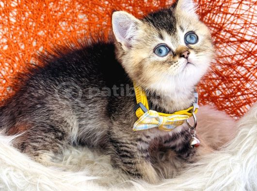 British Shorthair Black Golden