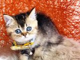 British Shorthair Black Golden