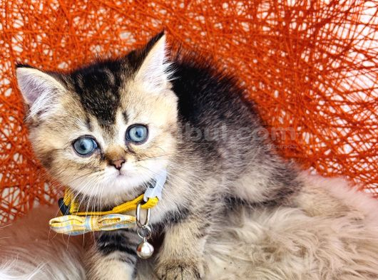 British Shorthair Black Golden görsel