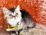 British Shorthair Black Golden