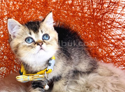 British Shorthair Black Golden görsel