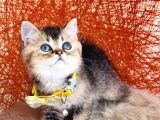 British Shorthair Black Golden