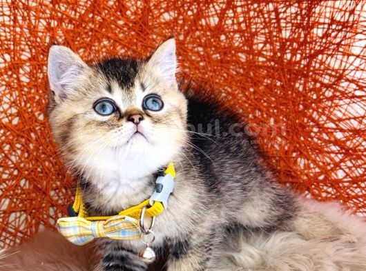 British Shorthair Black Golden görsel