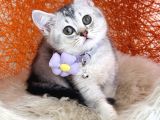 British Shorthair Silver Shaded