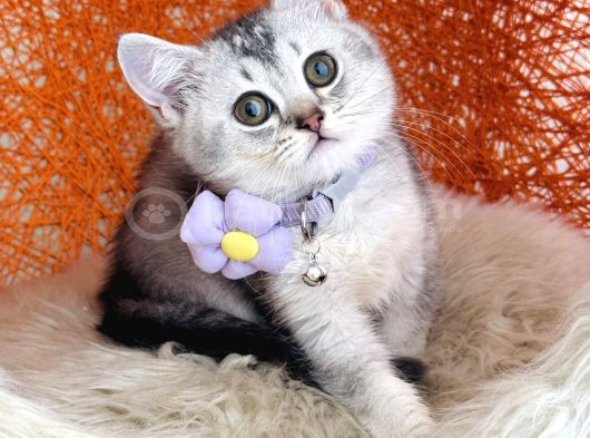 British Shorthair Silver Shaded görsel