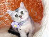 British shorthair silver shaded