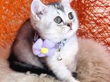 British Shorthair Silver Shaded