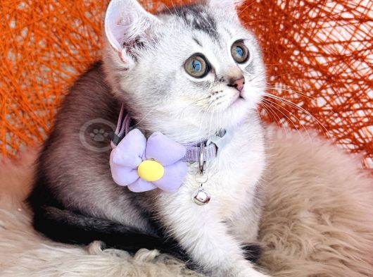 British Shorthair Silver Shaded görsel