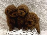 Red Brown toy boy üst kalite poodle yavrular