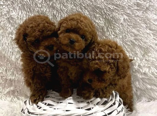 Red Brown toy boy üst kalite poodle yavrular