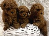 Red Brown Toy Boy Üst Kalite Poodle Yavrular