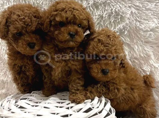 Red Brown Toy Boy Üst Kalite Poodle Yavrular görsel