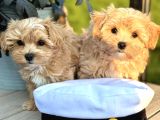 Büyümeyecek Ev Ortamına Alışık Maltipoo