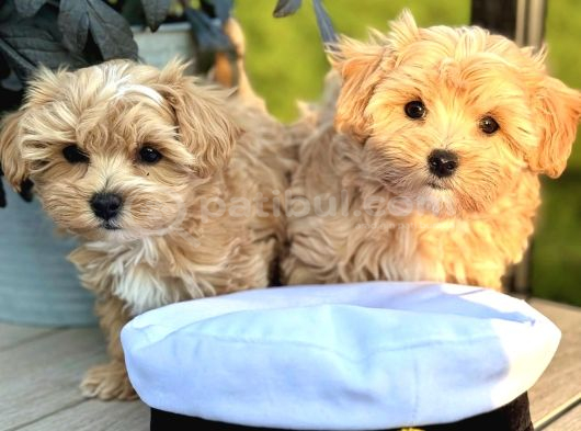 Büyümeyecek Ev Ortamına Alışık Maltipoo