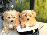 Büyümeyecek Ev Ortamına Alışık Maltipoo