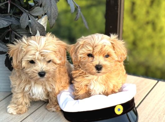 Büyümeyecek Ev Ortamına Alışık Maltipoo görsel