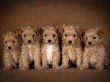 Mini Maltipoo Aşılı Ve Üst Kalite Bebekler