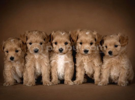 Mini Maltipoo Aşılı Ve Üst Kalite Bebekler görsel