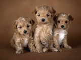 Mini Maltipoo Aşılı Ve Üst Kalite Bebekler