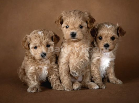 Mini Maltipoo Aşılı Ve Üst Kalite Bebekler görsel