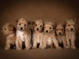 Mini Maltipoo Aşılı Ve Üst Kalite Bebekler